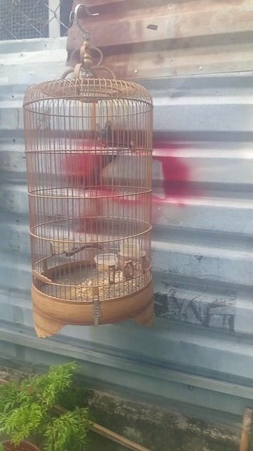 Chim sâu đầu đỏ. Mua bán Chim tại Huyện Hóc Môn Tp Hồ Chí Minh được đăng bởi Trong hình 1