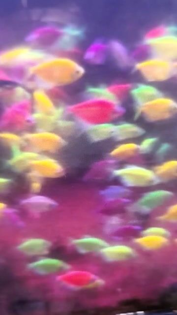 Cá cánh buồm Đủ màu 50 con. Mua bán Thú cưng khác tại Thành phố Tân An Long An được đăng bởi Trương Tấn Tài hình 1