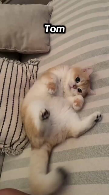 Mèo Anh Lông Ngắn Golden. Mua bán Mèo tại Thành phố Thủ Đức Tp Hồ Chí Minh được đăng bởi Lê Mạnh Trí hình 1