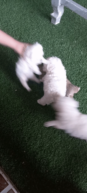 Chó Poodle Trắng, xám đã tiêm vacxin. Mua bán Chó tại Quận 1 Tp Hồ Chí Minh được đăng bởi Lethimyan hình 1