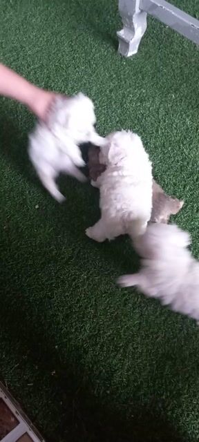 Chó Poodle Trắng, xám đã tiêm vacxin. Mua bán Chó tại Quận 1 Tp Hồ Chí Minh được đăng bởi Lethimyan hình 1