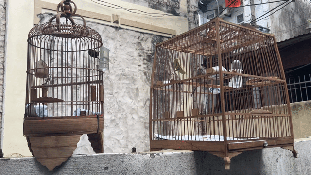 Bán combo chim chào mào và hút mật. Mua bán Chim tại Quận Long Biên Hà Nội được đăng bởi Vương Minh Vương hình 1