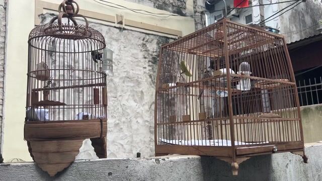 Bán combo chim chào mào và hút mật. Mua bán Chim tại Quận Long Biên Hà Nội được đăng bởi Vương Minh Vương hình 1