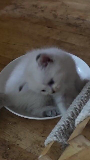 Mèo Anh Lông Ngắn Trắng Mắt Xanh. Mua bán Mèo tại Thành phố Thủ Đức Tp Hồ Chí Minh được đăng bởi Leo Petshop hình 1