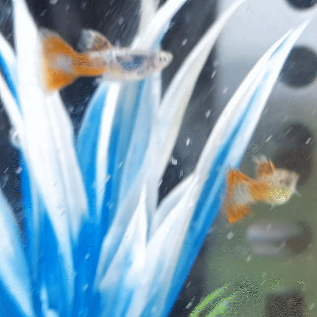 Cá Guppy đỏ 5k 1con. Mua bán Thú cưng khác tại Quận 7 Tp Hồ Chí Minh được đăng bởi Cá cảnh Phong hình 1