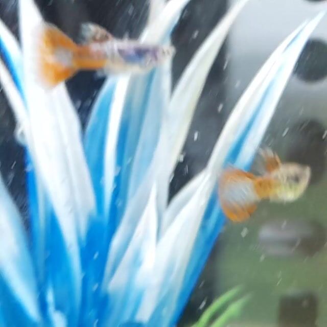 Cá Guppy đỏ 5k 1con. Mua bán Thú cưng khác tại Quận 7 Tp Hồ Chí Minh được đăng bởi Cá cảnh Phong hình 1