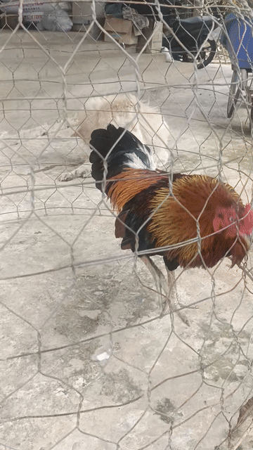 Gà trống đa sắc 2.9kg mắt trắng cán vuông. Mua bán Gà tại Huyện Cai Lậy Tiền Giang được đăng bởi nhân vo hình 1