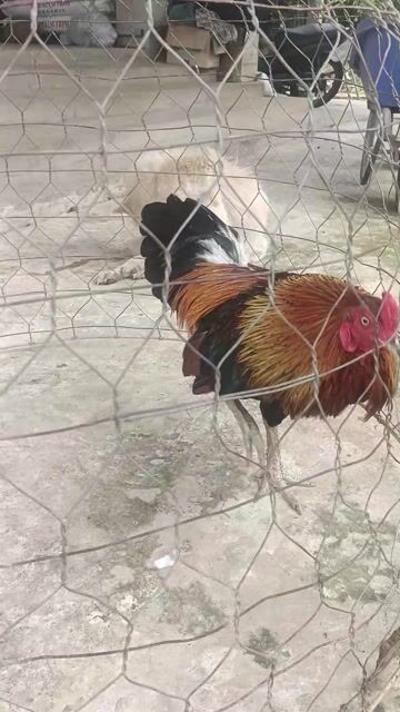 Gà trống đa sắc 2.9kg mắt trắng cán vuông. Mua bán Gà tại Huyện Cai Lậy Tiền Giang được đăng bởi nhân vo hình 1