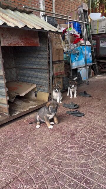 Chó con lai cỏ. Mua bán Chó tại Thành phố Đà Lạt Lâm Đồng được đăng bởi Huyền Trang hình 1