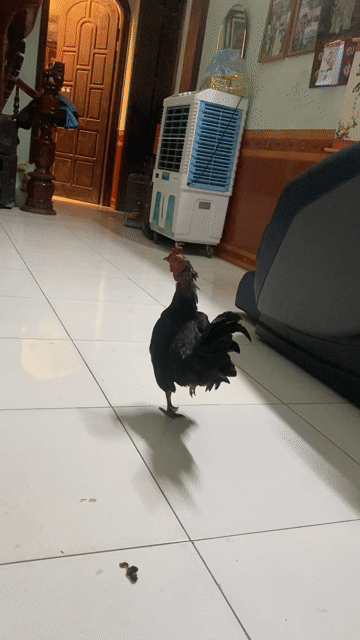 Gà cảnh Đen Đực 6686. Mua bán Gà tại Huyện Phú Xuyên Hà Nội được đăng bởi bảo khang hình 1
