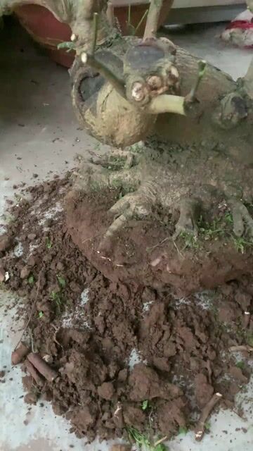 Cây xoài 80cm cao 40cm. Mua bán Cây cảnh, đồ trang trí tại Huyện Tiên Lãng Hải Phòng được đăng bởi Lê Đức toản  hình 1