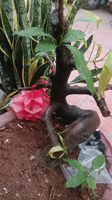 Cây cảnh Mai  hoành thân 22cm Phát triển tốt. Mua bán Cây cảnh, đồ trang trí tại Huyện Gia Lâm Hà Nội được đăng bởi  NGUYỄN QUÝ hình 1