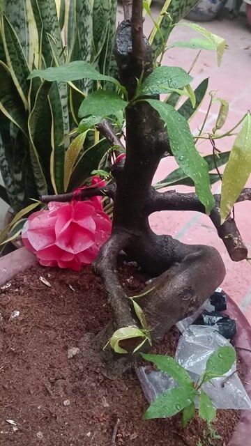 Cây cảnh Mai  hoành thân 22cm Phát triển tốt. Mua bán Cây cảnh, đồ trang trí tại Huyện Gia Lâm Hà Nội được đăng bởi  NGUYỄN QUÝ hình 1