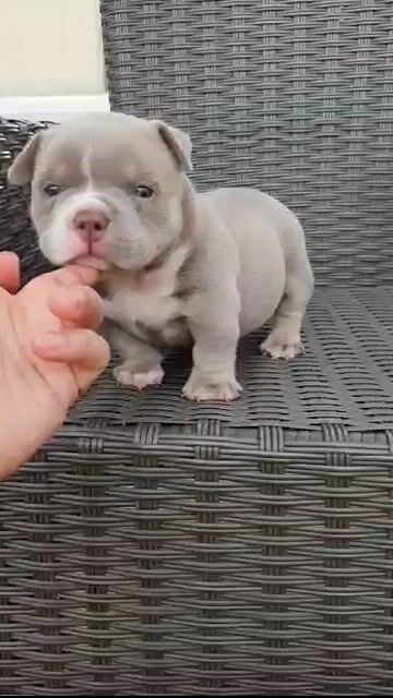 bully size nhỏ