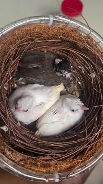 Chim chào mào non nhiều màu cả hai. Mua bán Chim tại Huyện Hóc Môn Tp Hồ Chí Minh được đăng bởi Ơ Đây Chi Co Meo Xinh hình 1