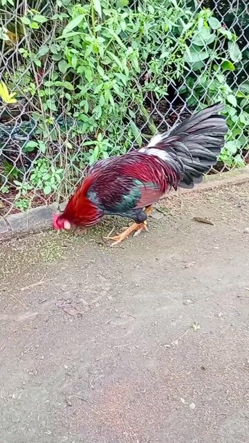 Gà chọi Điều xanh trống 3.2kg. Mua bán Gà tại Thành phố Hồng Ngự Đồng Tháp được đăng bởi long gà  hình 1