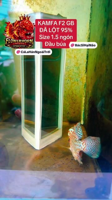 Cá la hán KAMFA F2 GB 1.5 ngón lột 95%. Mua bán Thú cưng khác tại Quận Tân Phú Tp Hồ Chí Minh được đăng bởi Con Cò hình 1