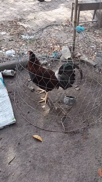 Kelso Hatch 3.1kg trạng 3kg3. Mua bán Gà tại Huyện Tịnh Biên An Giang được đăng bởi Mr Chicken AG hình 1