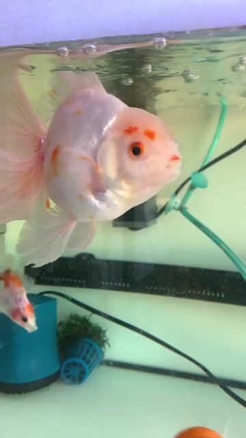 e bán bé oranda đuôi lụa size 4 ngón ạ