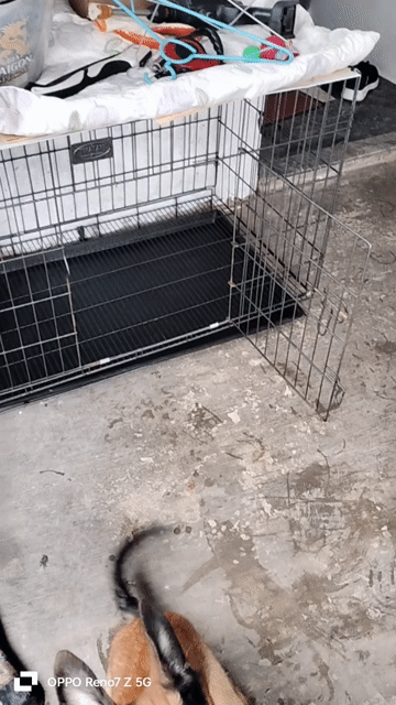 CHÓ BECGIÊ BỈ 3 THÁNG TUỔI . Mua bán Chó tại Quận Hồng Bàng Hải Phòng được đăng bởi BẮC NGUYÊN  hình 1