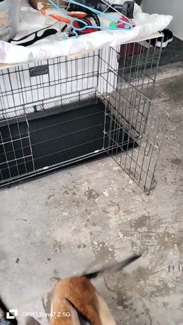CHÓ BECGIÊ BỈ 3 THÁNG TUỔI . Mua bán Chó tại Quận Hồng Bàng Hải Phòng được đăng bởi BẮC NGUYÊN  hình 1