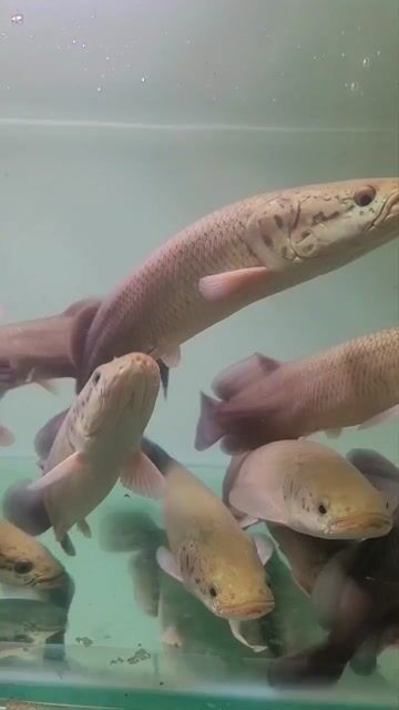 Hải tượng long vàng khè size 18-20-23-25-28cm. Mua bán Thú cưng khác tại Quận 12 Tp Hồ Chí Minh được đăng bởi hải tượng long giá rẻ hình 1