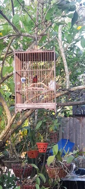 Chim cảnh Đỏ 9 tháng. Mua bán Chim tại Quận Bình Thuỷ Cần Thơ được đăng bởi phi long hình 1