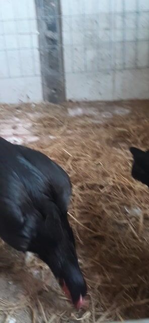 Gà Mái tre Jap Cuban 1kg. Mua bán Gà tại Thành phố Thuận An Bình Dương được đăng bởi Hồng phát68 hình 1