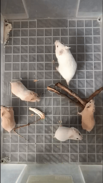 Hamster bear. Mua bán Thú cưng khác tại Quận Gò Vấp Tp Hồ Chí Minh được đăng bởi Hamusuta  hình 1