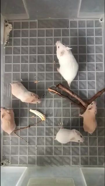 Hamster bear. Mua bán Thú cưng khác tại Quận Gò Vấp Tp Hồ Chí Minh được đăng bởi Hamusuta  hình 1