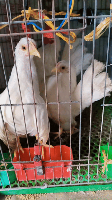 Gà nhạn Trắng giống nuôi cảnh. Mua bán Gà tại Thành phố Sóc Trăng Sóc Trăng được đăng bởi Lý Khâm Tuấn hình 1