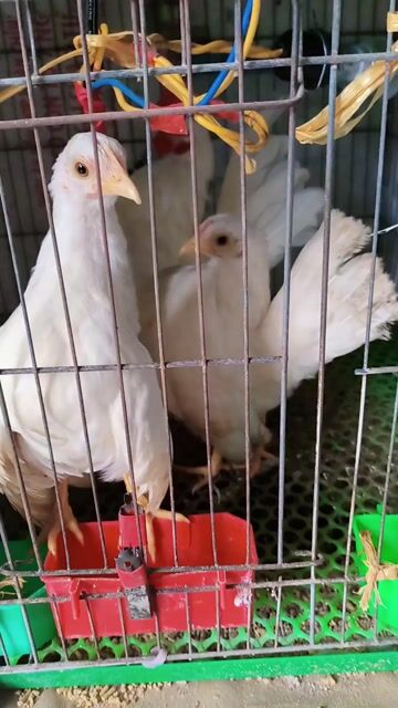 Gà nhạn Trắng giống nuôi cảnh. Mua bán Gà tại Thành phố Sóc Trăng Sóc Trăng được đăng bởi Lý Khâm Tuấn hình 1