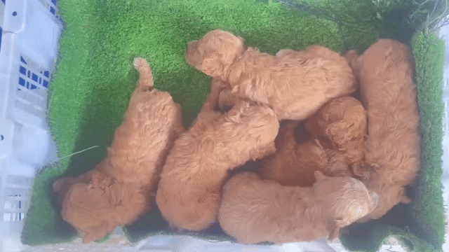 Chó Poodle cái 1 tháng tuổi. Mua bán Chó tại Huyện Vĩnh Lợi Bạc Liêu được đăng bởi Quốc Thái hình 1