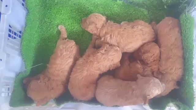 Chó Poodle cái 1 tháng tuổi. Mua bán Chó tại Huyện Vĩnh Lợi Bạc Liêu được đăng bởi Quốc Thái hình 1