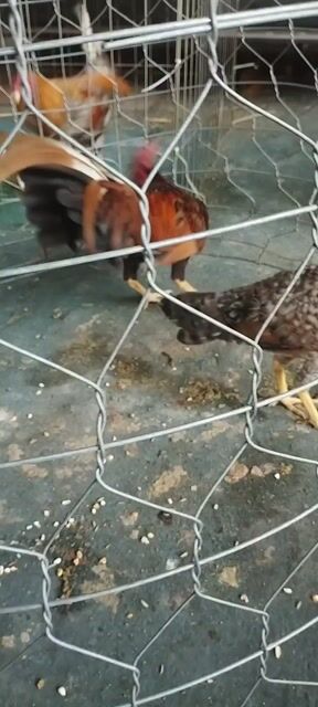 Gà tơ 8 tháng 1.3kg Nâu đỏ. Mua bán Gà tại Quận Bình Thạnh Tp Hồ Chí Minh được đăng bởi Hậu Nguyễn hình 1