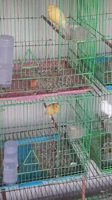 HOÀNG YẾN TRỐNG. Mua bán Chim tại Quận 12 Tp Hồ Chí Minh được đăng bởi Nguyễn Hiến hình 1