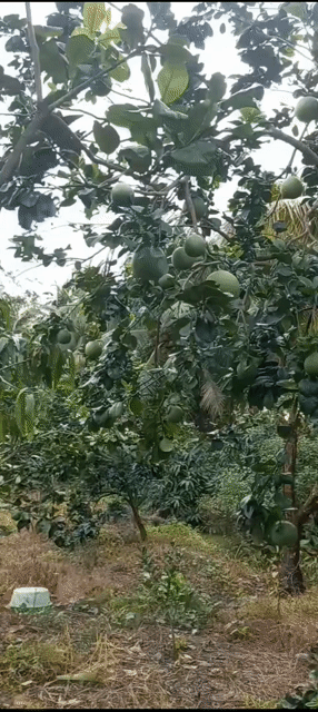 Bưởi da xanh xanh tốt. Mua bán Cây cảnh, đồ trang trí tại Thành phố Vĩnh Long Vĩnh Long được đăng bởi Cửa nhôm cao cấp hình 1