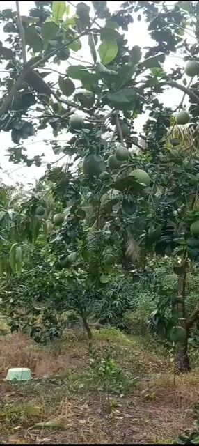 Bưởi da xanh xanh tốt. Mua bán Cây cảnh, đồ trang trí tại Thành phố Vĩnh Long Vĩnh Long được đăng bởi Cửa nhôm cao cấp hình 1