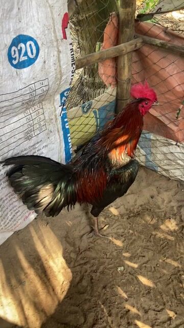 Que tơ 3k2. Mua bán Gà tại Huyện Cầu Kè Trà Vinh được đăng bởi Hai Hổ hình 1