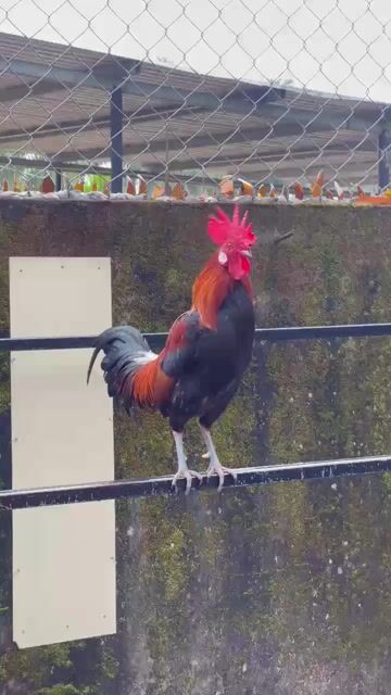 Gà trống hơn 2 năm tuổi. Mua bán Gà tại Thị xã Hương Thủy Thừa Thiên Huế được đăng bởi Huđa Nguyễn hình 1