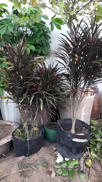 Cây cảnh Huyết dụ 90cm. Mua bán Cây cảnh, đồ trang trí tại Huyện Nhà Bè Tp Hồ Chí Minh được đăng bởi Mai Thủy  hình 1