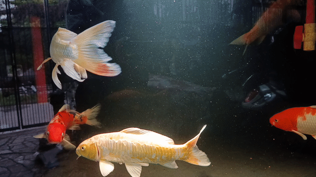 Cá Koi size 35. Mua bán Thú cưng khác tại Thị xã Phú Mỹ Bà Rịa - Vũng Tàu được đăng bởi Pets  hình 1