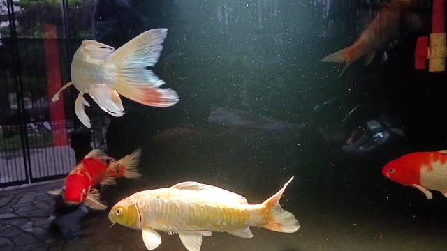Cá Koi size 35. Mua bán Thú cưng khác tại Thị xã Phú Mỹ Bà Rịa - Vũng Tàu được đăng bởi Pets  hình 1