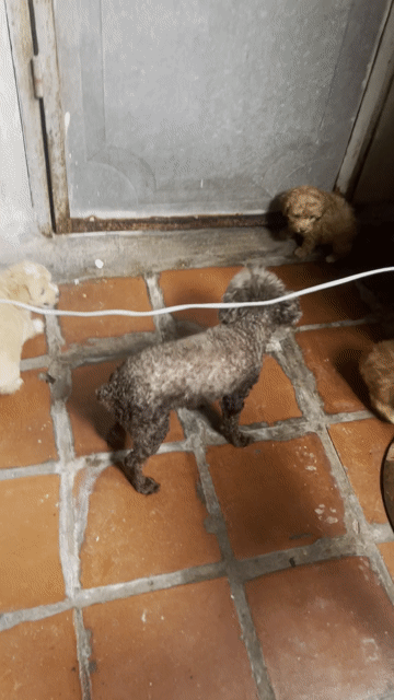 Chó Poodle nhỏ đã tiêm phòng. Mua bán Chó tại Quận Hai Bà Trưng Hà Nội được đăng bởi Em Anh hình 1