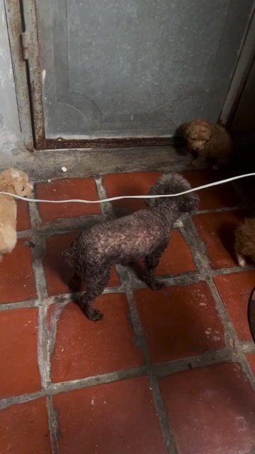 Chó Poodle nhỏ đã tiêm phòng. Mua bán Chó tại Quận Hai Bà Trưng Hà Nội được đăng bởi Em Anh hình 1