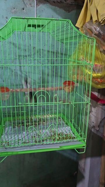 CHIM CHÒE THAN. Mua bán Chim tại Huyện Mỹ Xuyên Sóc Trăng được đăng bởi Hieu Ho hình 1