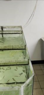 Aquaculteur métier fédérateur