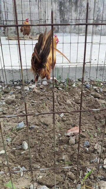 Trống tre khét vàng  cuban mỹ M07. Mua bán Gà tại Huyện Nhà Bè Tp Hồ Chí Minh được đăng bởi Quá hình 1