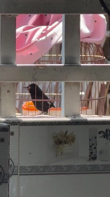 giao lưu cu gáy. Mua bán Chim tại Thị xã Kiến Tường Long An được đăng bởi Dao hình 1