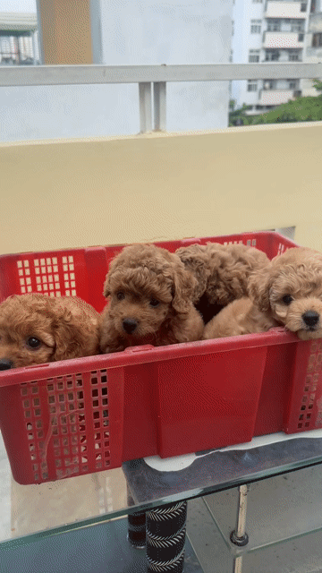 Chó Poodle nhà nuôi được 💕. Mua bán Chó tại Thành phố Thủ Đức Tp Hồ Chí Minh được đăng bởi BÁN THÚ CƯNG KHÔNG ĐĂNG ẢNH LỪA ĐẢO  hình 1